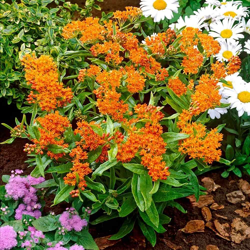 Planta Fluturilor (Asclepias tuberosa), cu flori portocalii vii