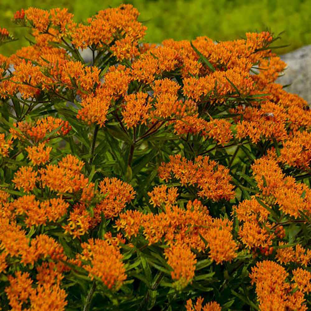 Planta Fluturilor (Asclepias tuberosa), cu flori portocalii vii