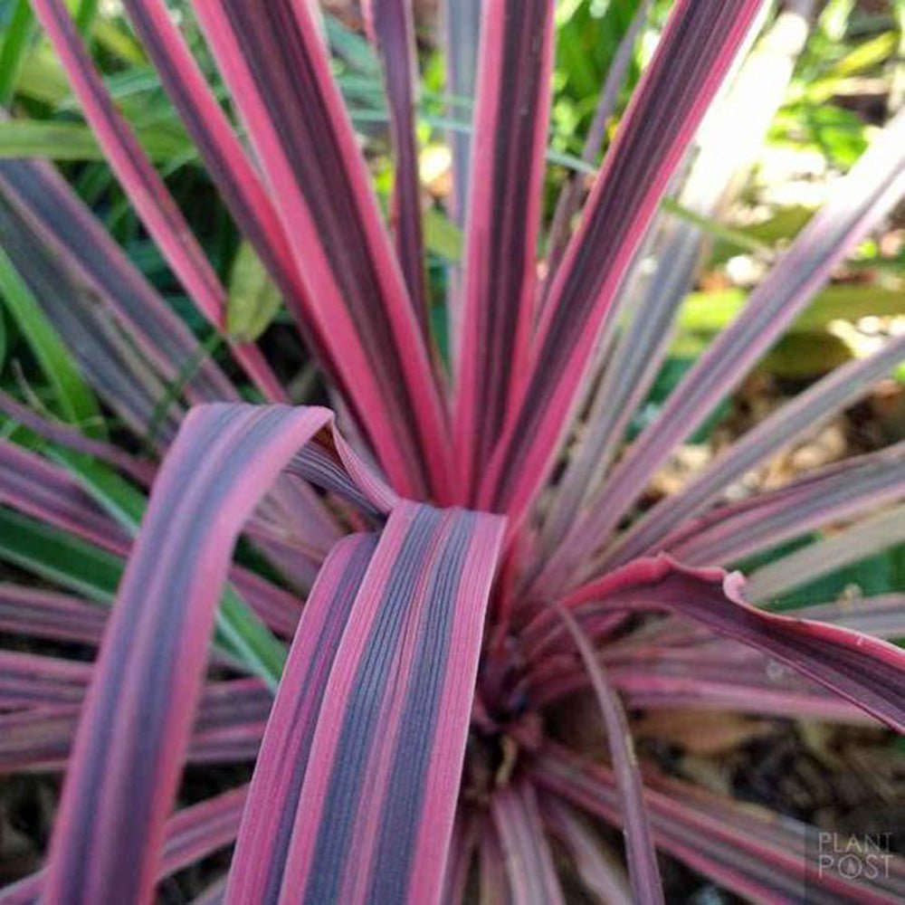 Planta Norocoasa Rosu-Inchis (Cordyline Australis) Paso Doble