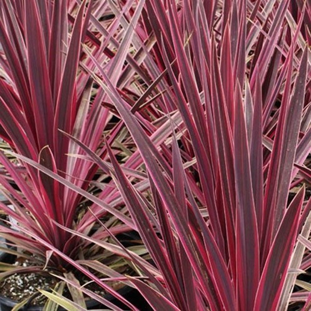 Planta Norocoasa Rosu-Inchis (Cordyline Australis) Paso Doble