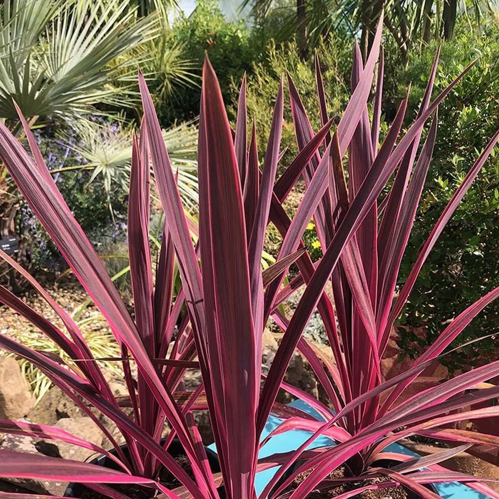 Planta Norocoasa Rosu-Inchis (Cordyline Australis) Paso Doble