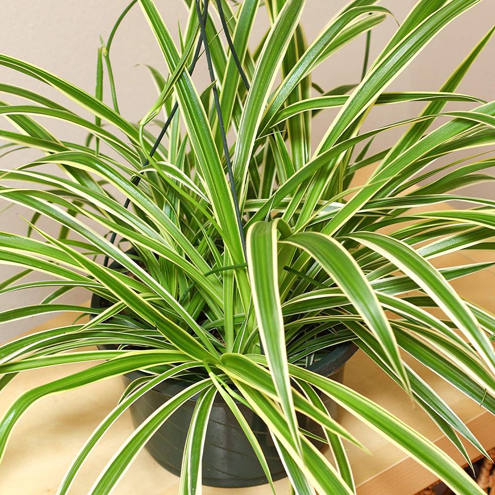 Planta Paianjen (Chlorophytum Comosum) Variegatum - 35 cm
