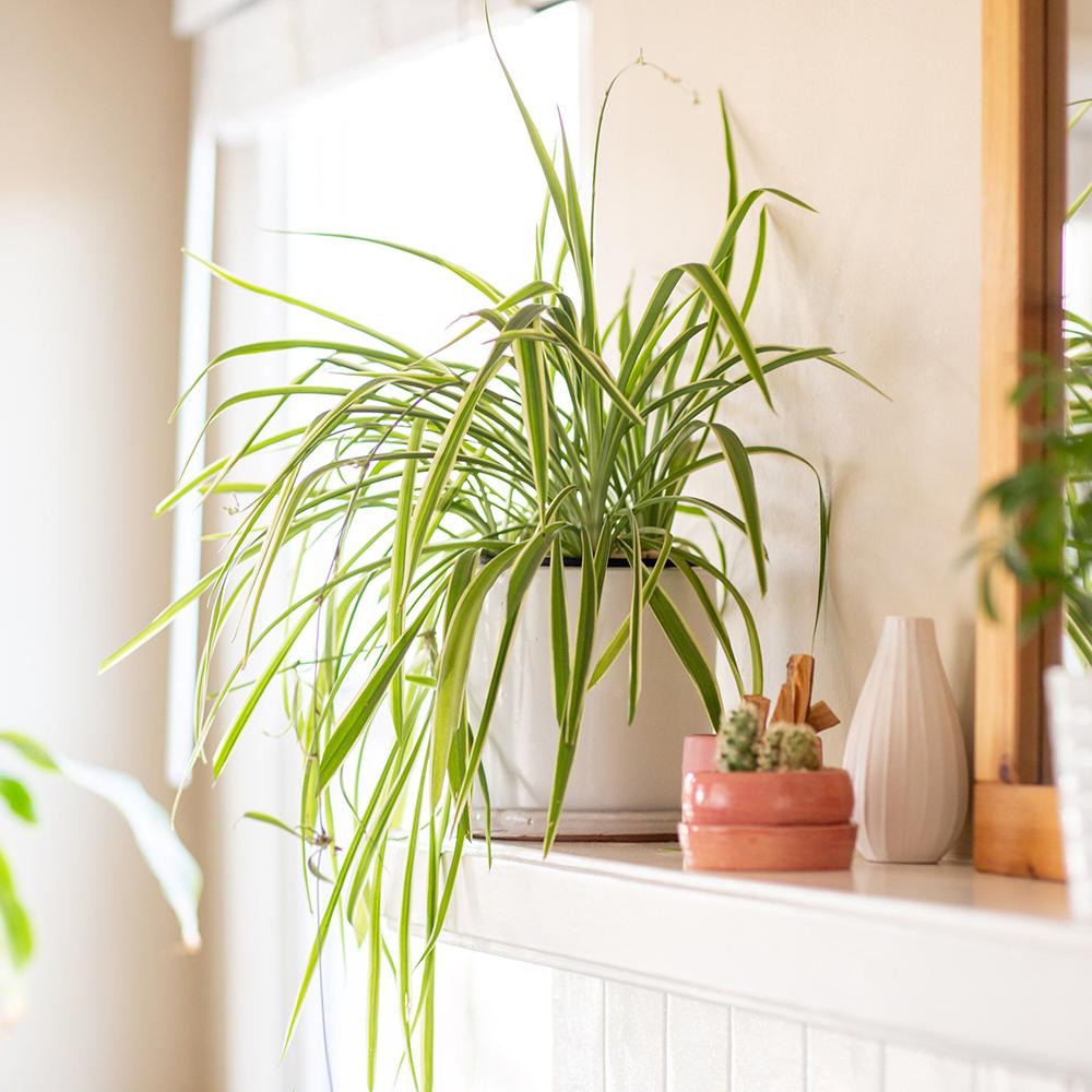 Planta Paianjen (Chlorophytum Comosum) Variegatum - 25 cm