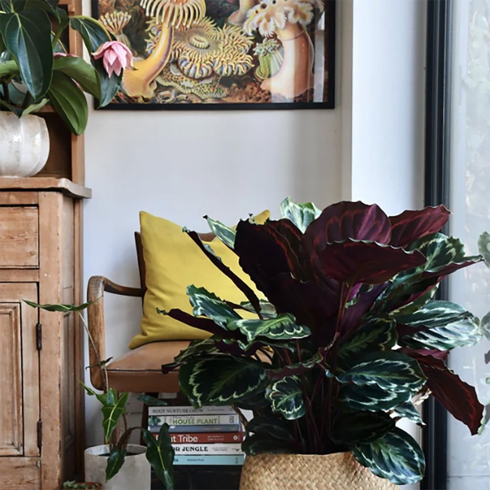 Planta Paun (Calathea Medallion) - 40-50 cm