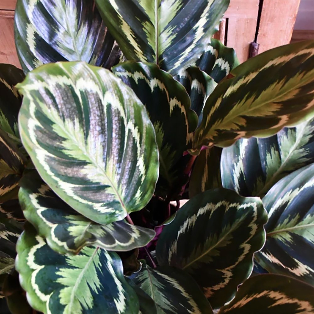 Planta Paun (Calathea Medallion) - 40-50 cm
