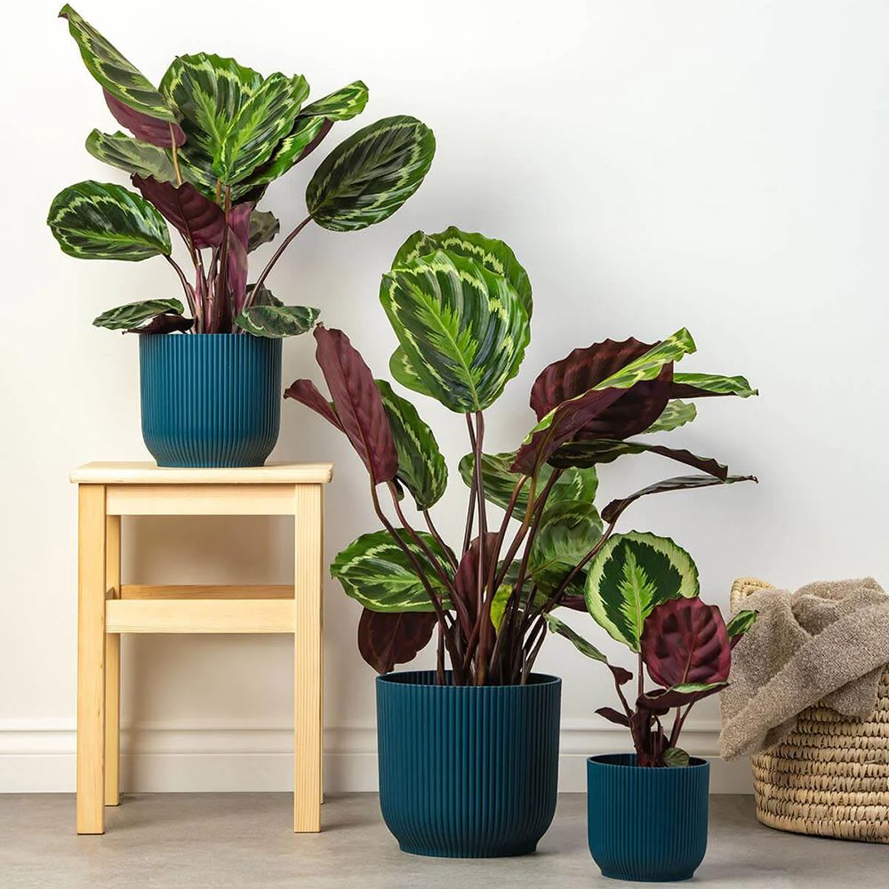 Planta Paun (Calathea Medallion) - 40-50 cm