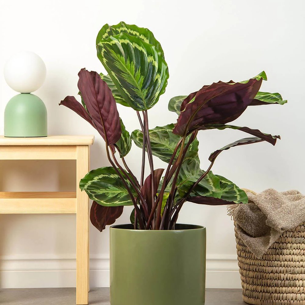 Planta Paun (Calathea Medallion) - 40-50 cm