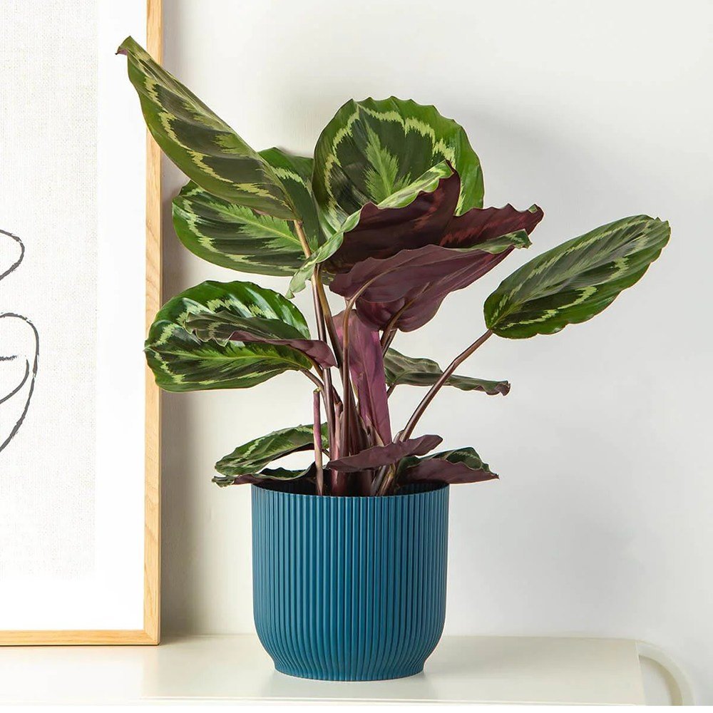 Planta Paun (Calathea Medallion) - 40-50 cm
