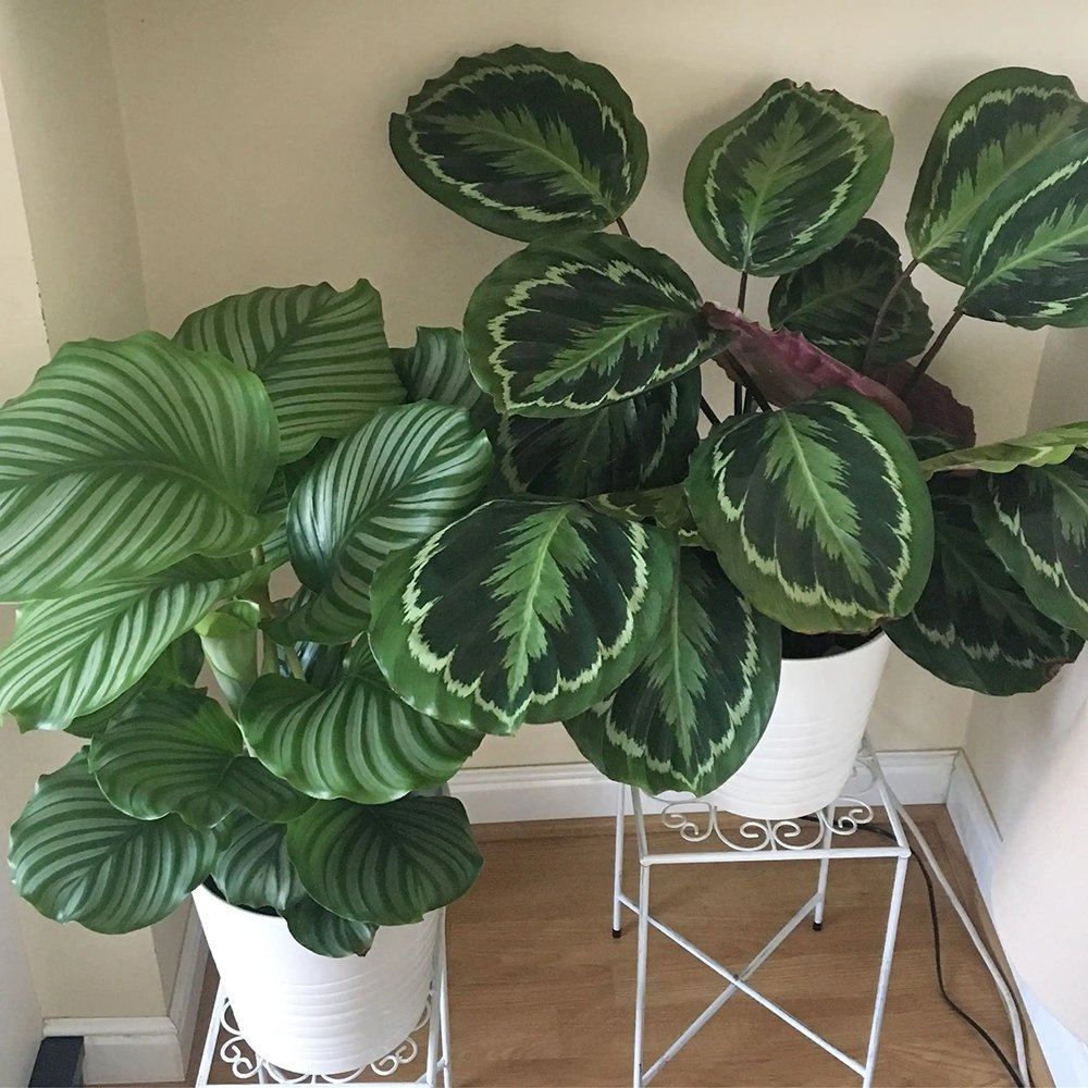 Planta Paun (Calathea Medallion) - 80 cm