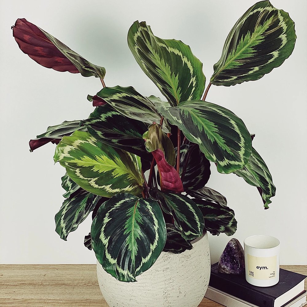 Planta Paun (Calathea Medallion) - 80 cm