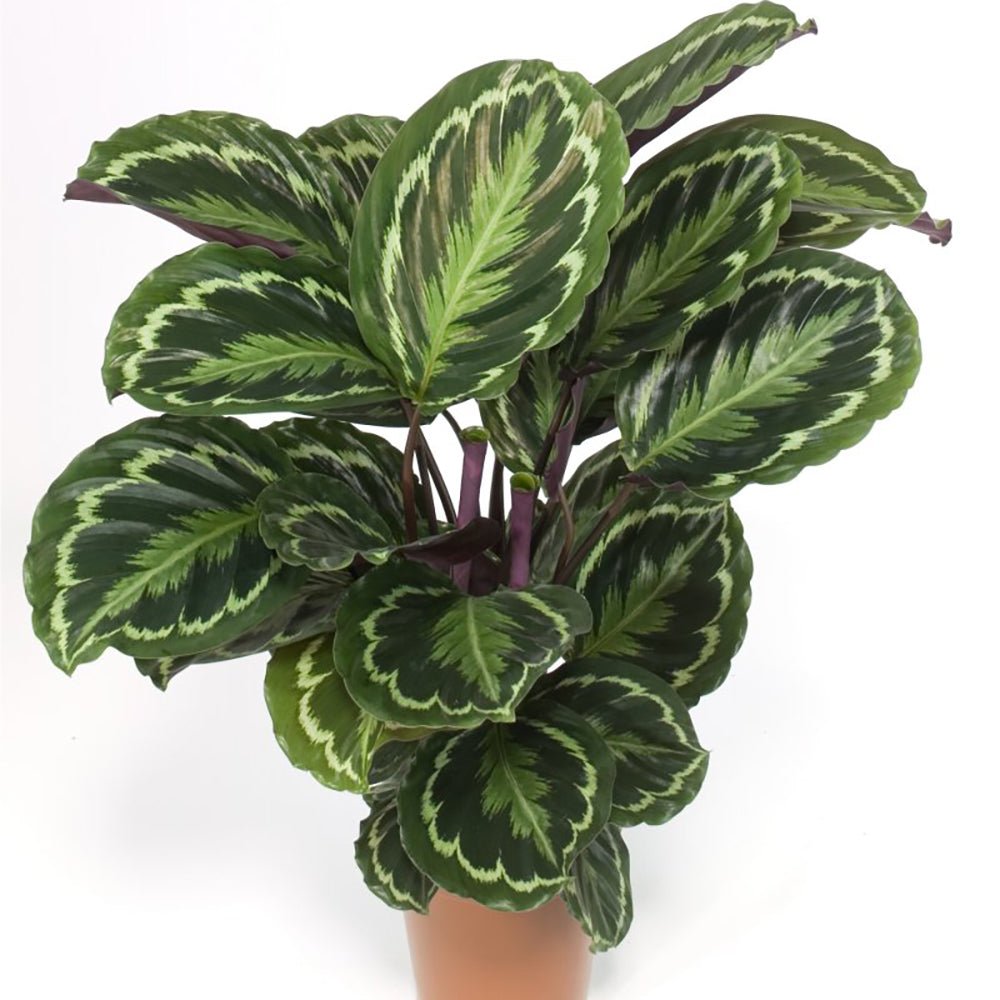Planta Paun (Calathea Medallion) - 80 cm
