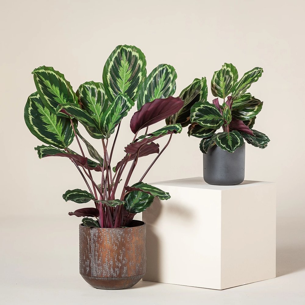 Planta Paun (Calathea Medallion) - 80 cm