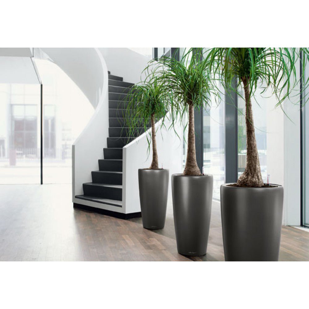 Nolina Recurvata, Picior de Elefant (Beaucarnea Recurvata) - 120 cm