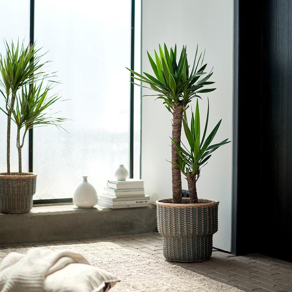 Nolina Recurvata, Picior de Elefant (Beaucarnea Recurvata) - 120 cm