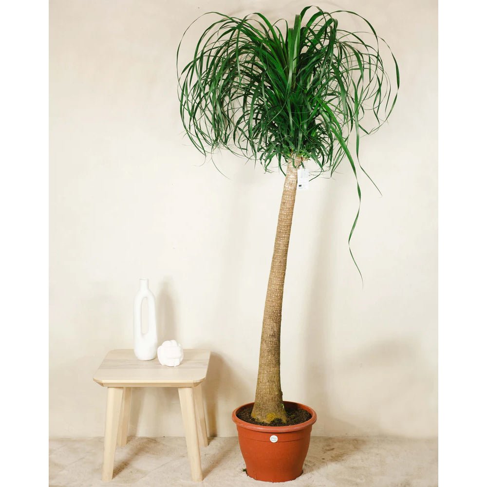 Nolina Recurvata, Picior de Elefant (Beaucarnea Recurvata) - 160 cm