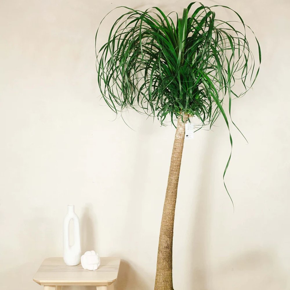 Nolina Recurvata, Picior de Elefant (Beaucarnea Recurvata) - 160 cm