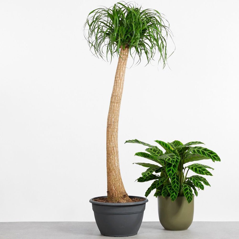 Nolina Recurvata, Picior de Elefant (Beaucarnea Recurvata) - 160 cm