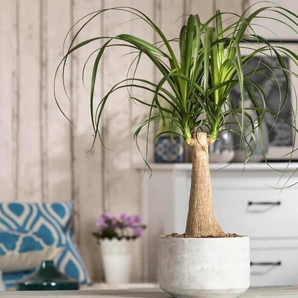 Planta Picior de Elefant (Beaucarnea Recurvata) - 65 cm