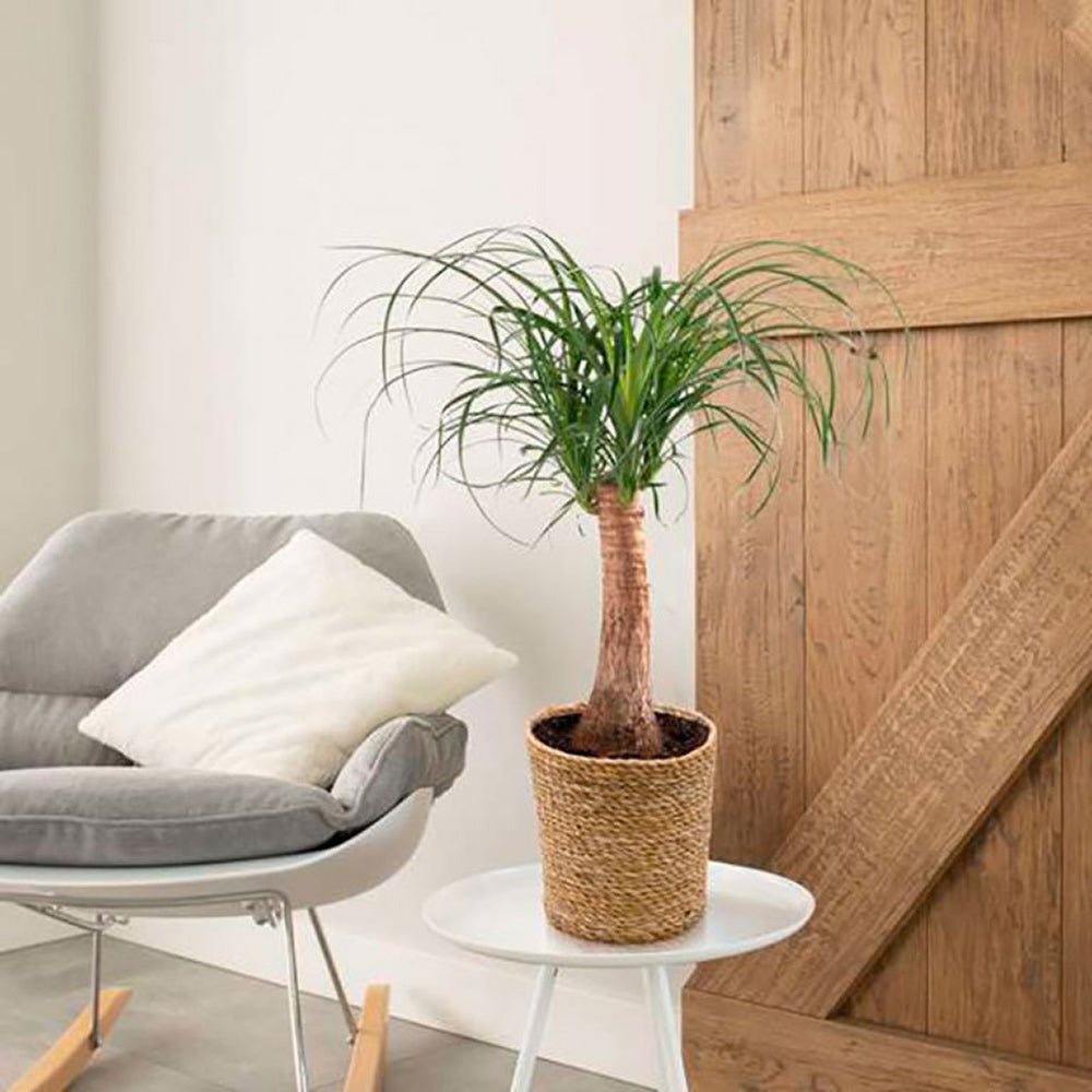 Planta Picior de Elefant (Beaucarnea Recurvata) - 65 cm