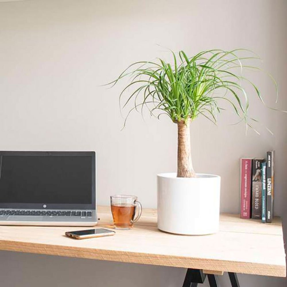 Planta Picior de Elefant (Beaucarnea Recurvata) - 65 cm