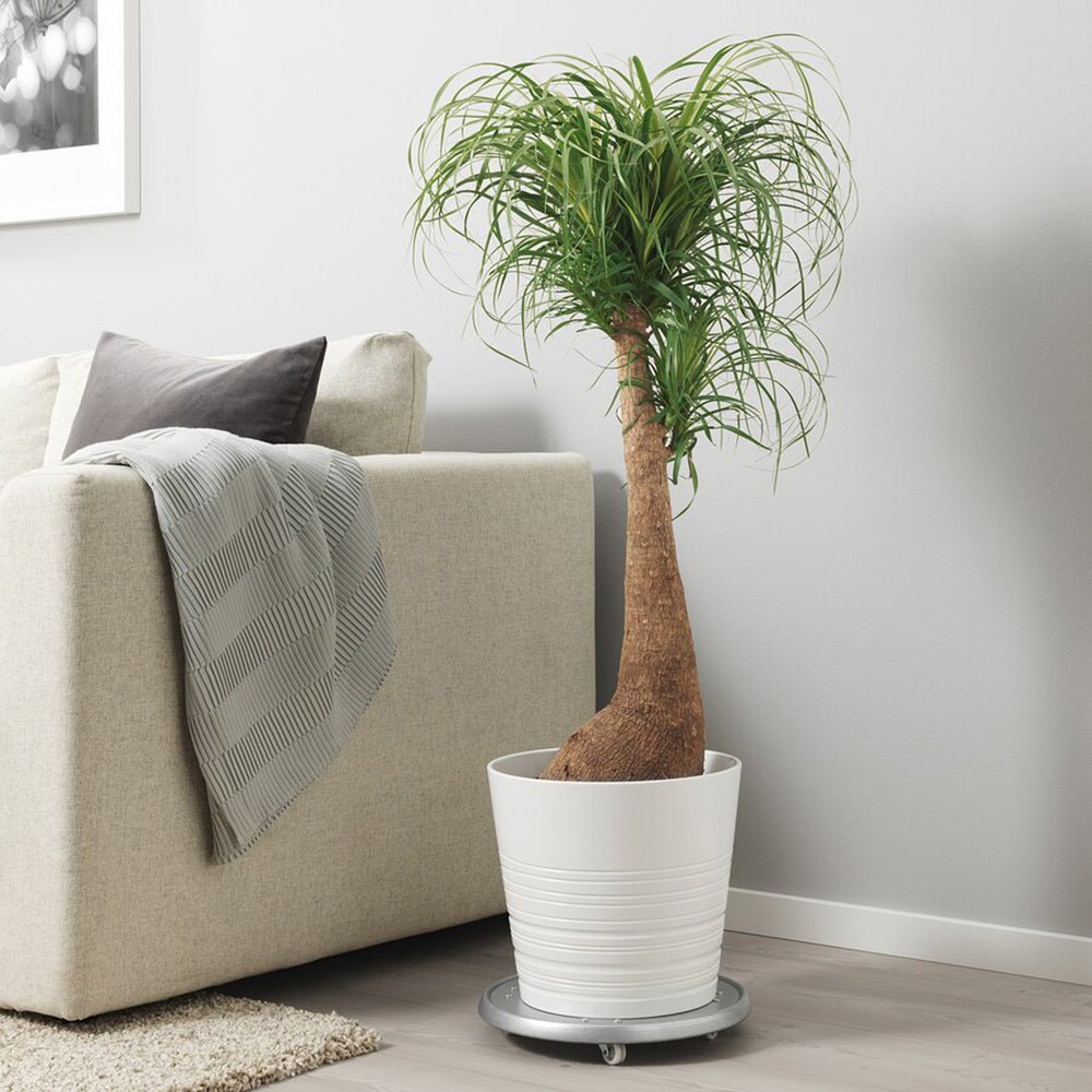 Planta Picior de Elefant (Beaucarnea Recurvata) - 80 cm