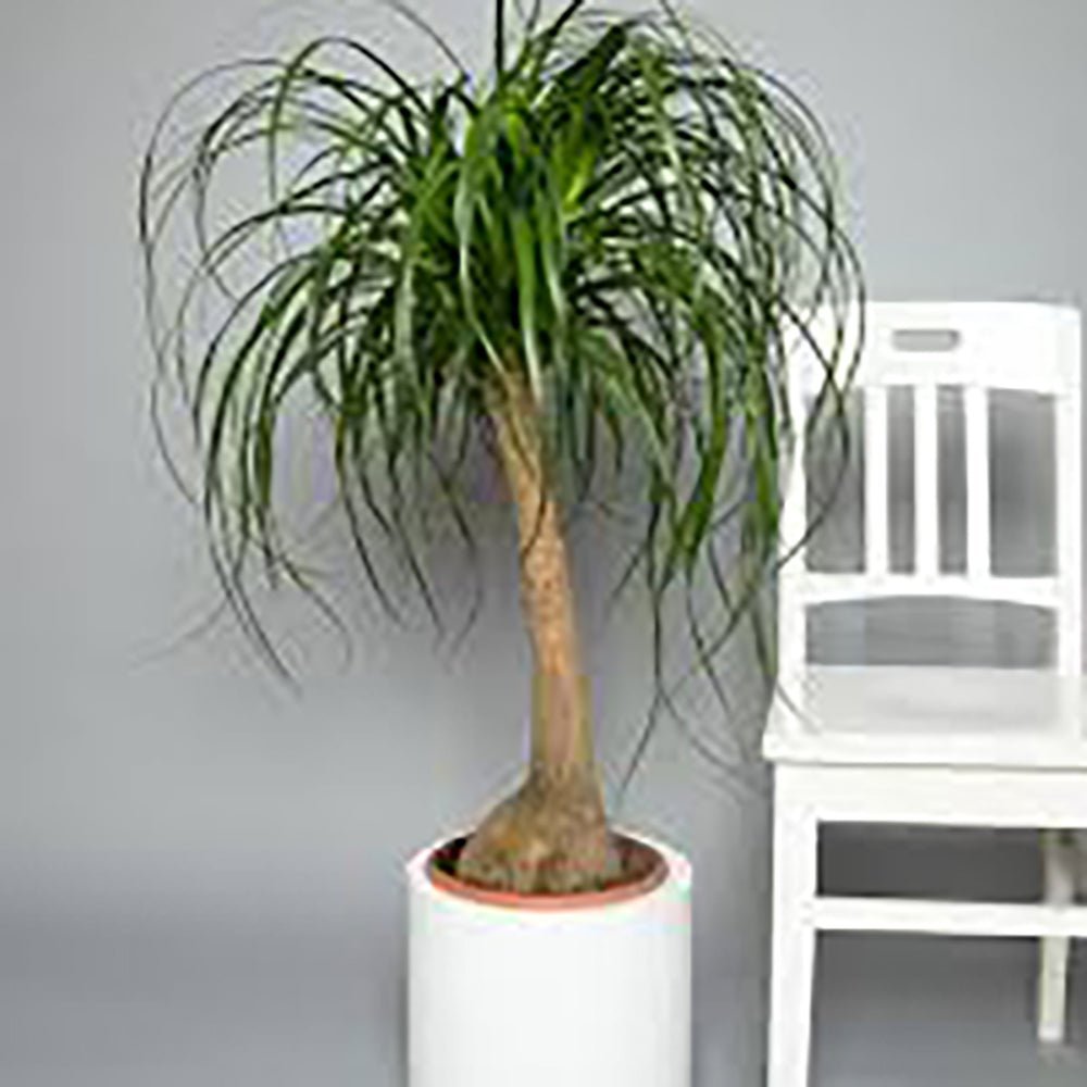 Planta Picior de Elefant (Beaucarnea Recurvata) - 80 cm