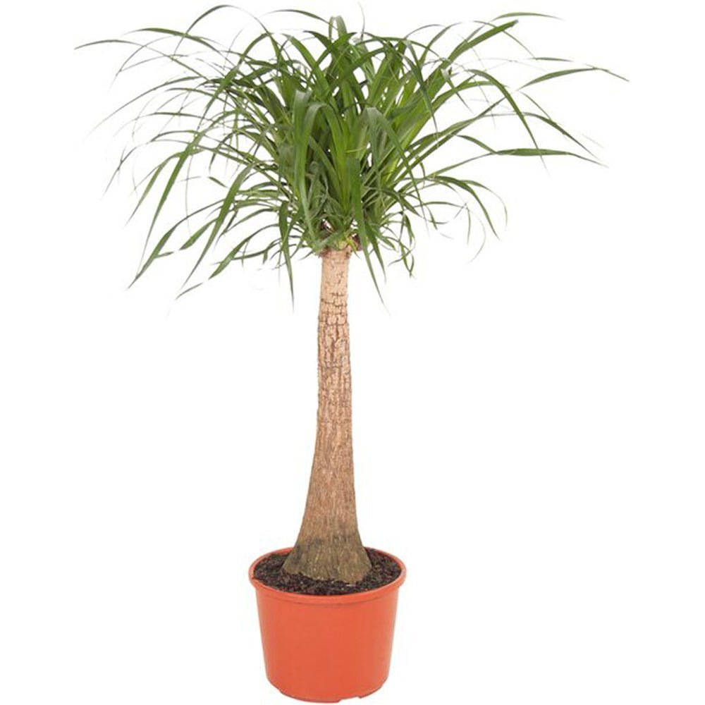 Planta Picior de Elefant (Beaucarnea Recurvata) - 80 cm