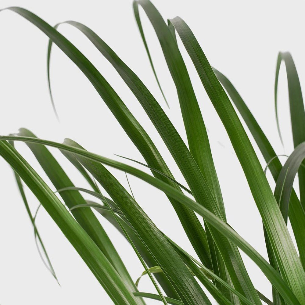 Planta Picior de Elefant (Beaucarnea Recurvata) - 80 cm