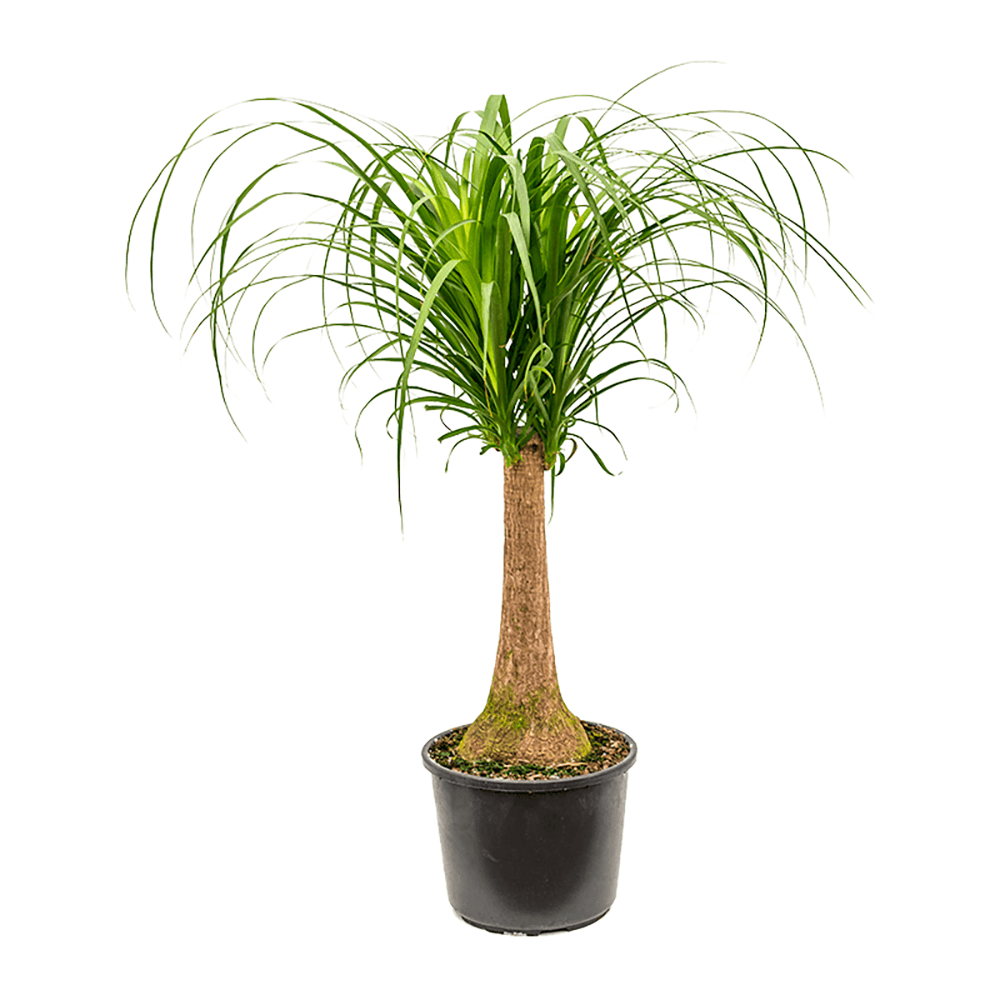 Planta picior de elefant (Beaucarnea recurvata), 35 cm la livrare, in ghiveci Ø 12 cm