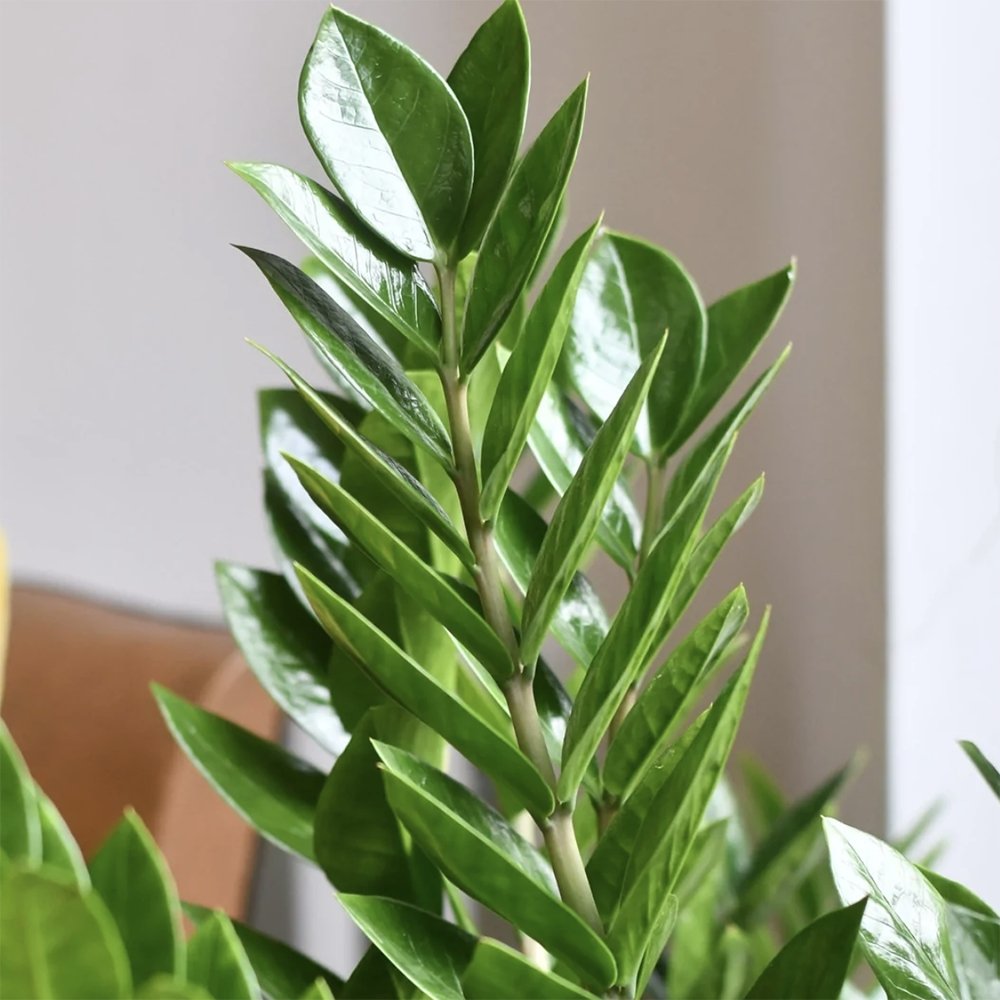 Planta ZZ (Zamioculcas zamiifolia) - 105 cm