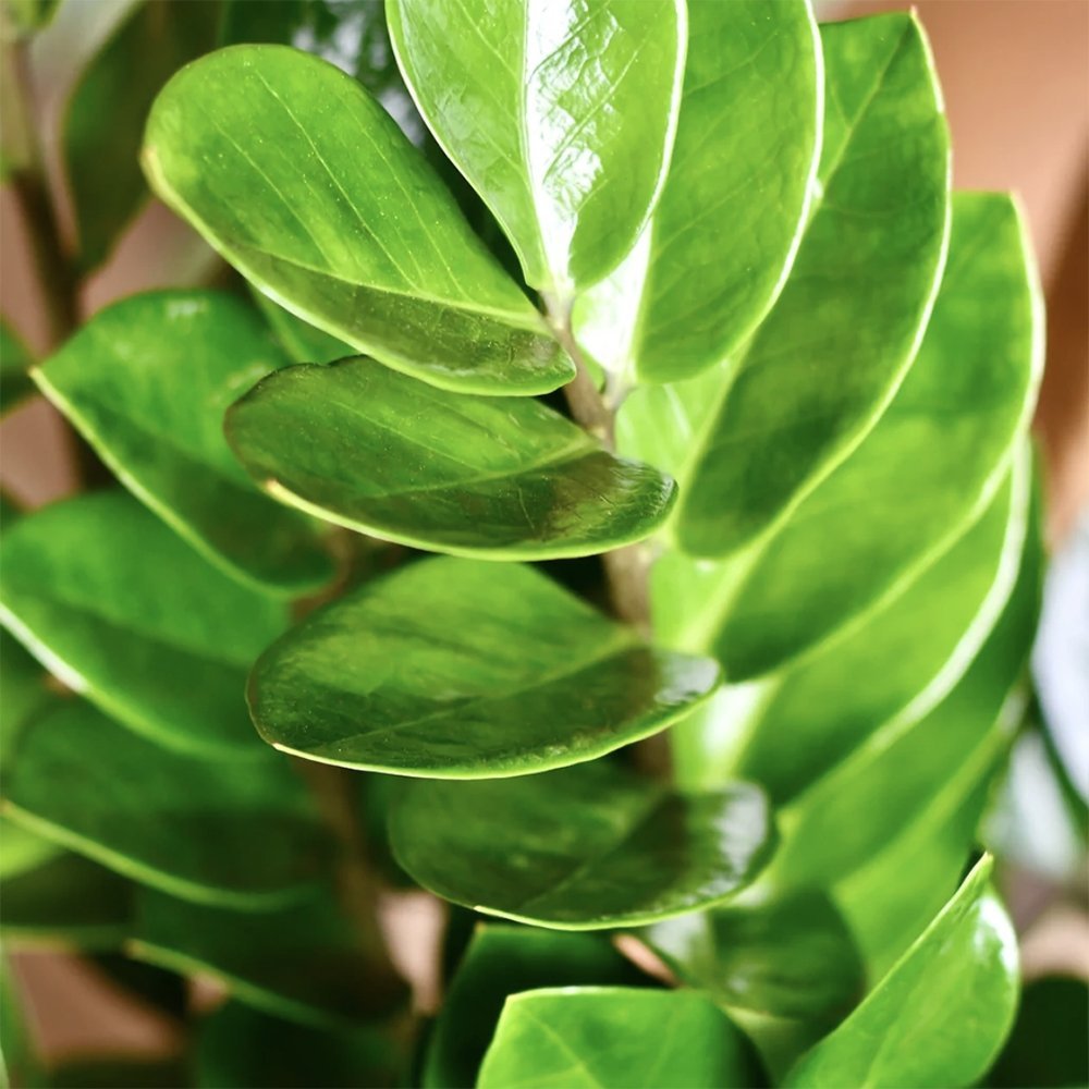 Planta Zz (Zamioculcas Zamiifolia) - 40/50 cm