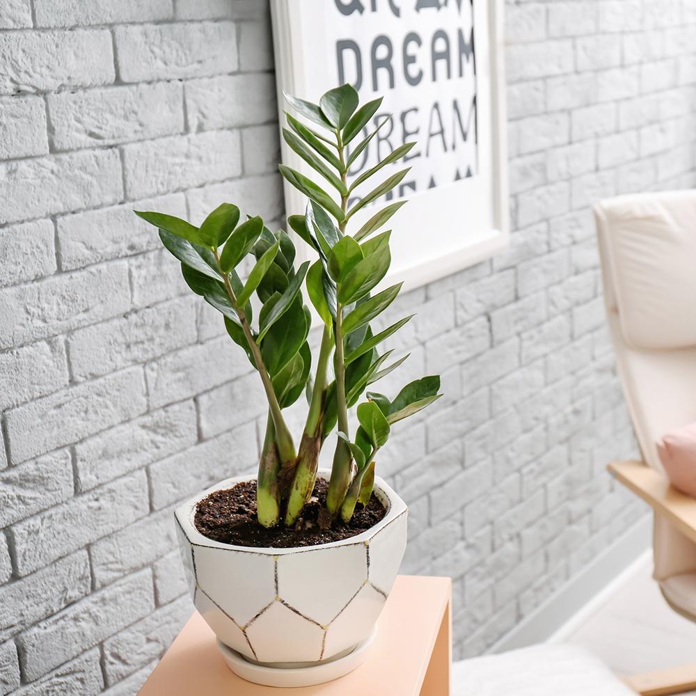 Planta Zz (Zamioculcas Zamiifolia) - 40/50 cm