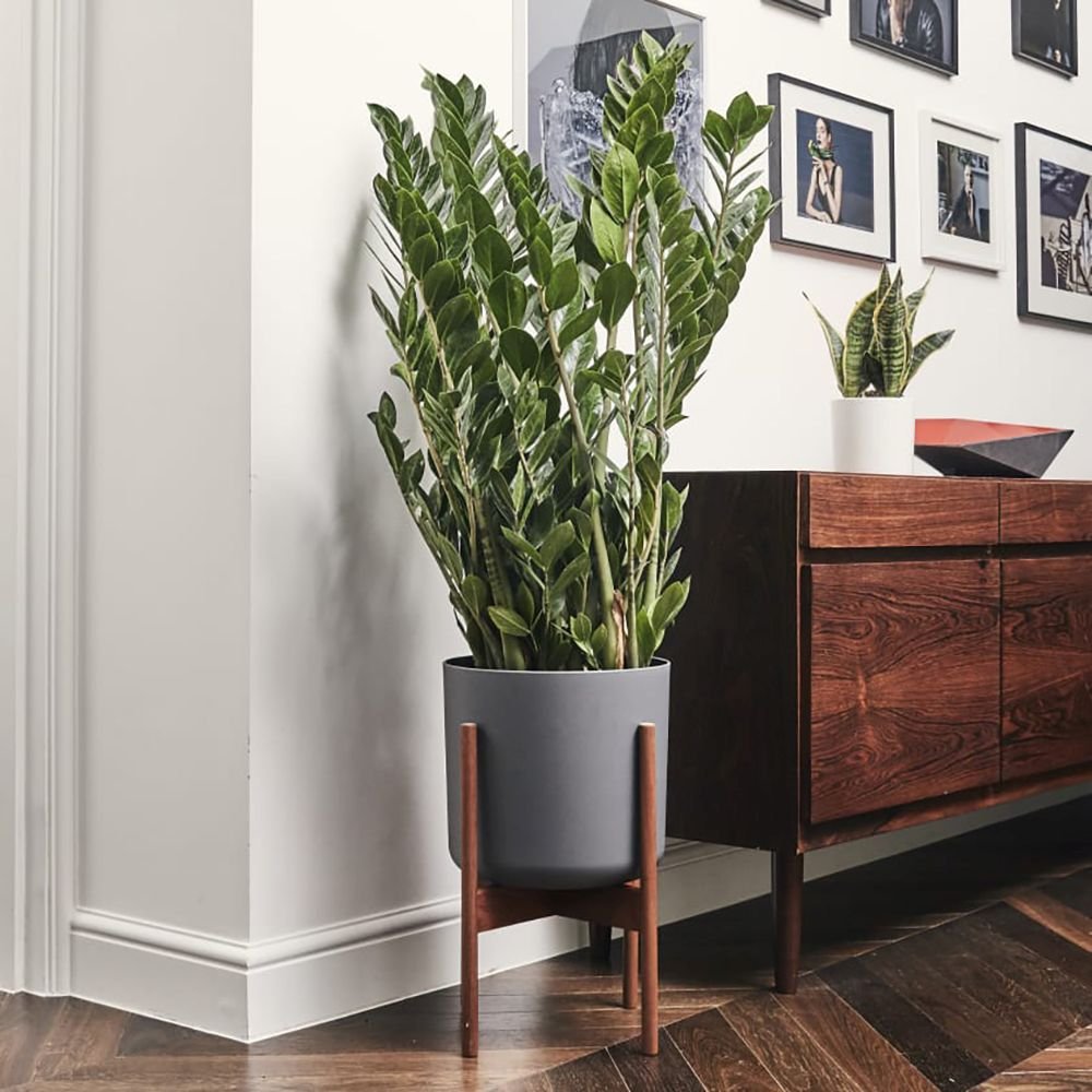 Planta Zz (Zamioculcas Zamiifolia) - 40/50 cm