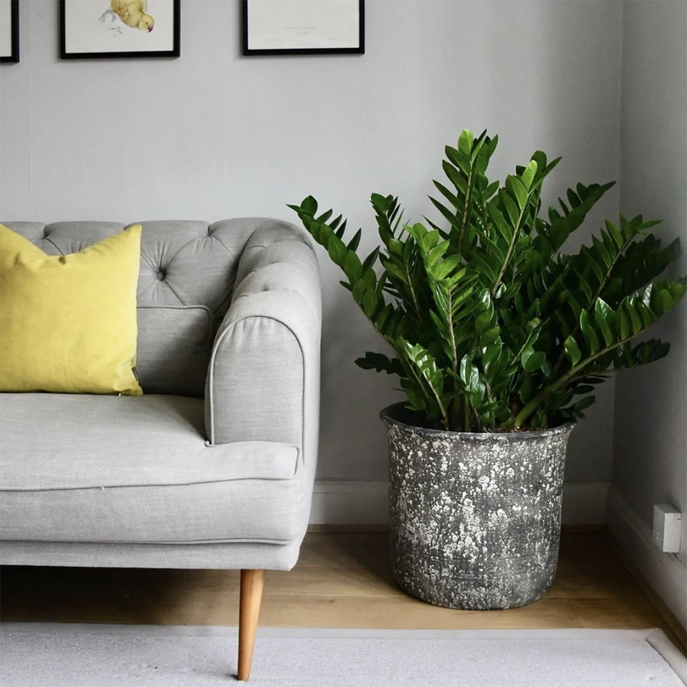 Planta Zz (Zamioculcas Zamiifolia) - 40/50 cm