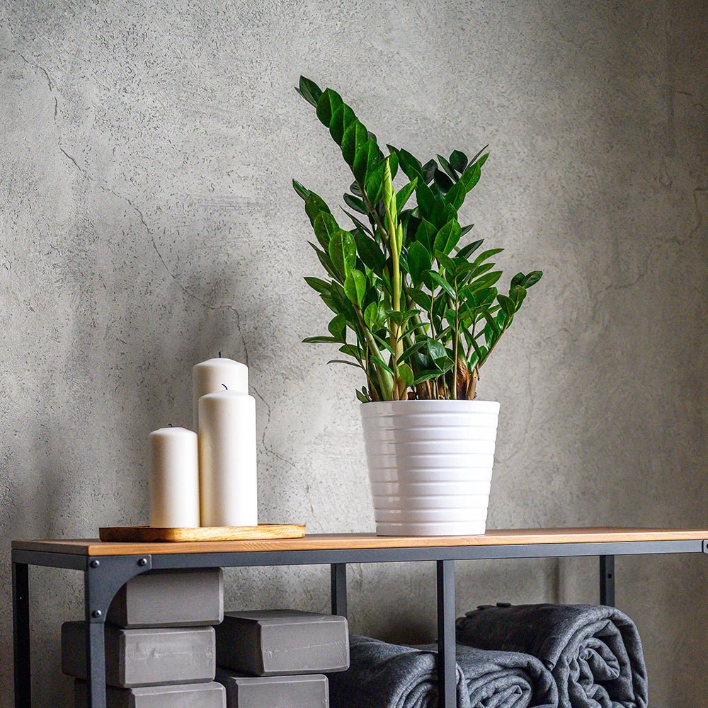 Planta Zz (Zamioculcas Zamiifolia) - 40/50 cm