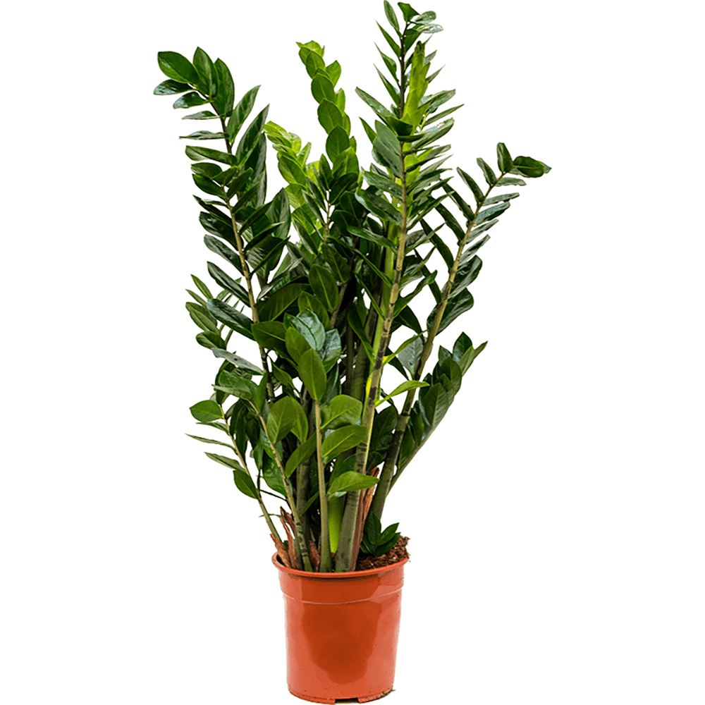 Planta Zz (Zamioculcas Zamiifolia) - 80/90 cm