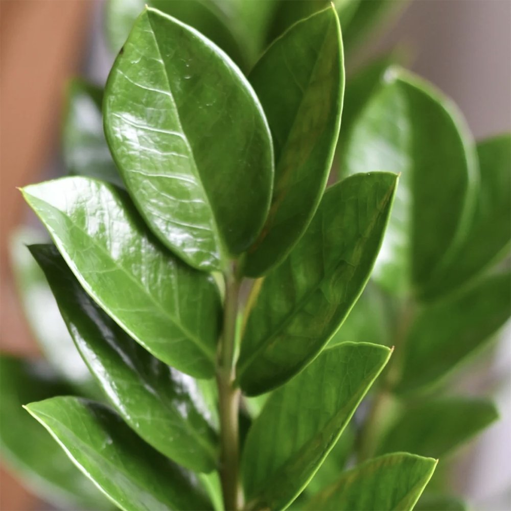 Planta Zz (Zamioculcas Zamiifolia) - 80/90 cm