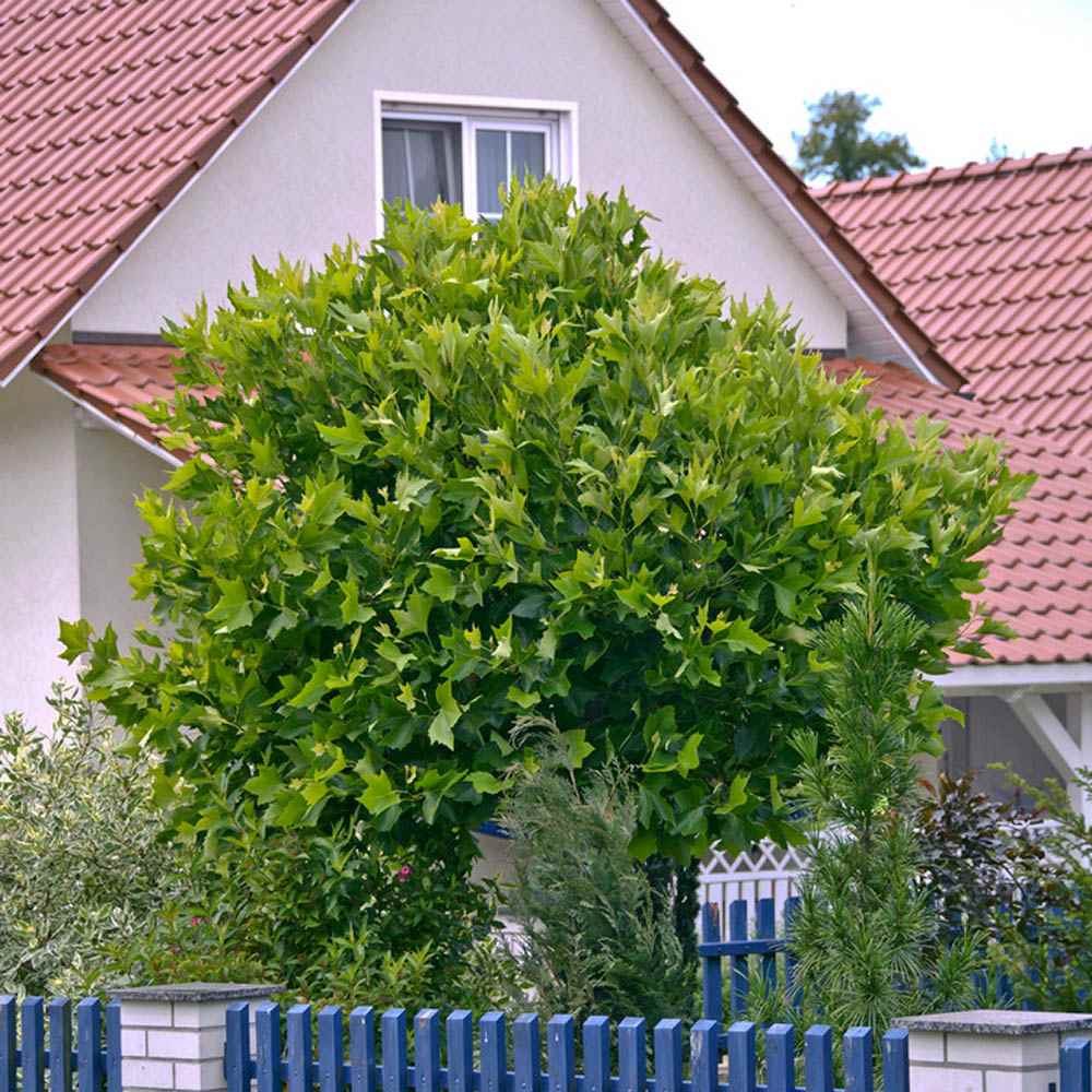 Platan Englezesc (Platanus acerifolia occidentalis)