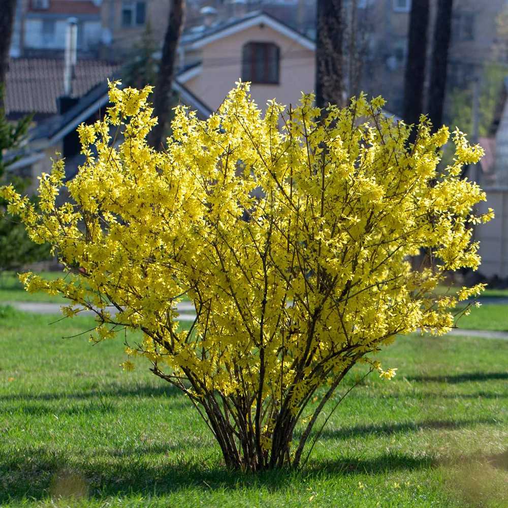 Ploaie de Aur (Forsythia intermedia Minigold), cu flori aurii