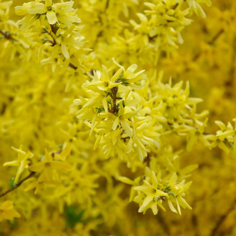 Ploaie de Aur (Forsythia intermedia Minigold), cu flori aurii
