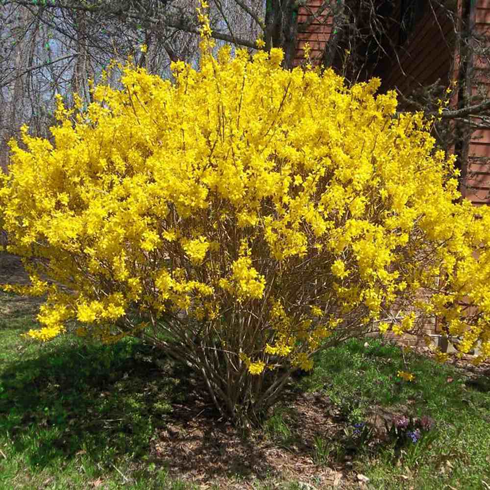 Ploaie de Aur (Forsythia intermedia Minigold), cu flori aurii