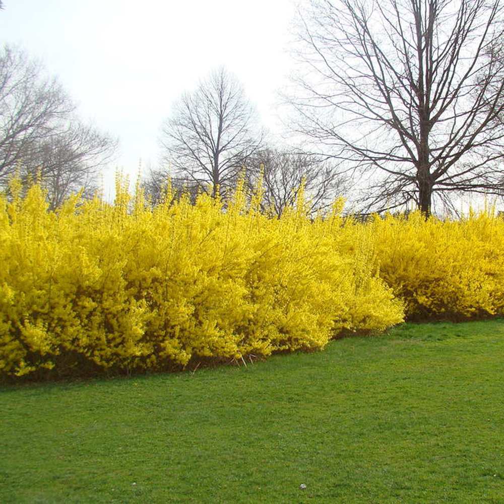 Ploaie de Aur (Forsythia intermedia Minigold), cu flori aurii