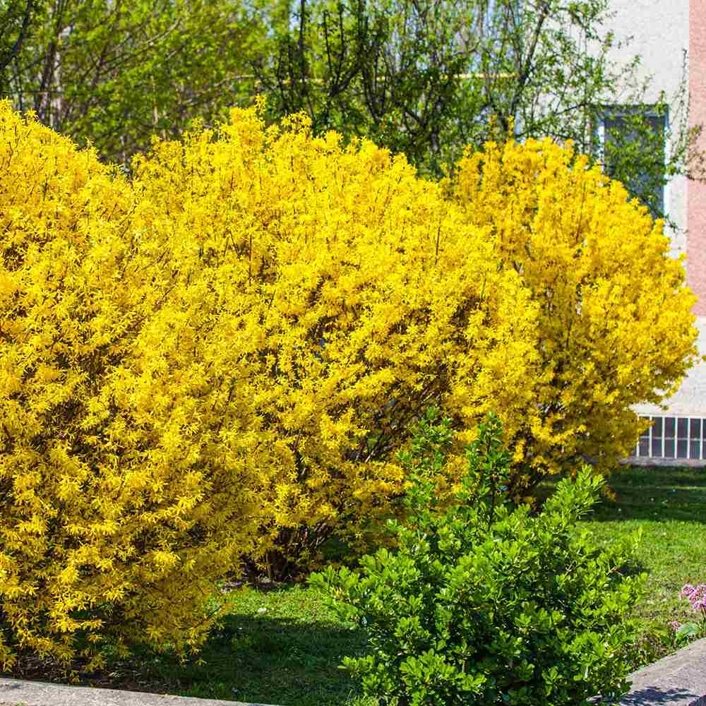 Ploaie de Aur (Forsythia intermedia Minigold), cu flori aurii