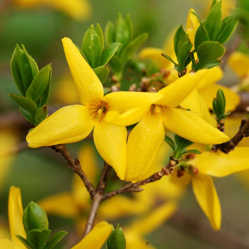 Ploaie de Aur (Forsythia intermedia Minigold), cu flori aurii
