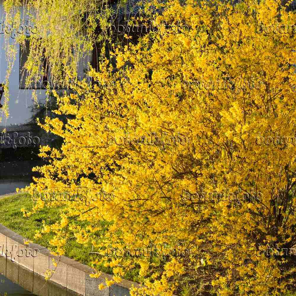 Ploaie de Aur (Forsythia intermedia Minigold), cu flori aurii