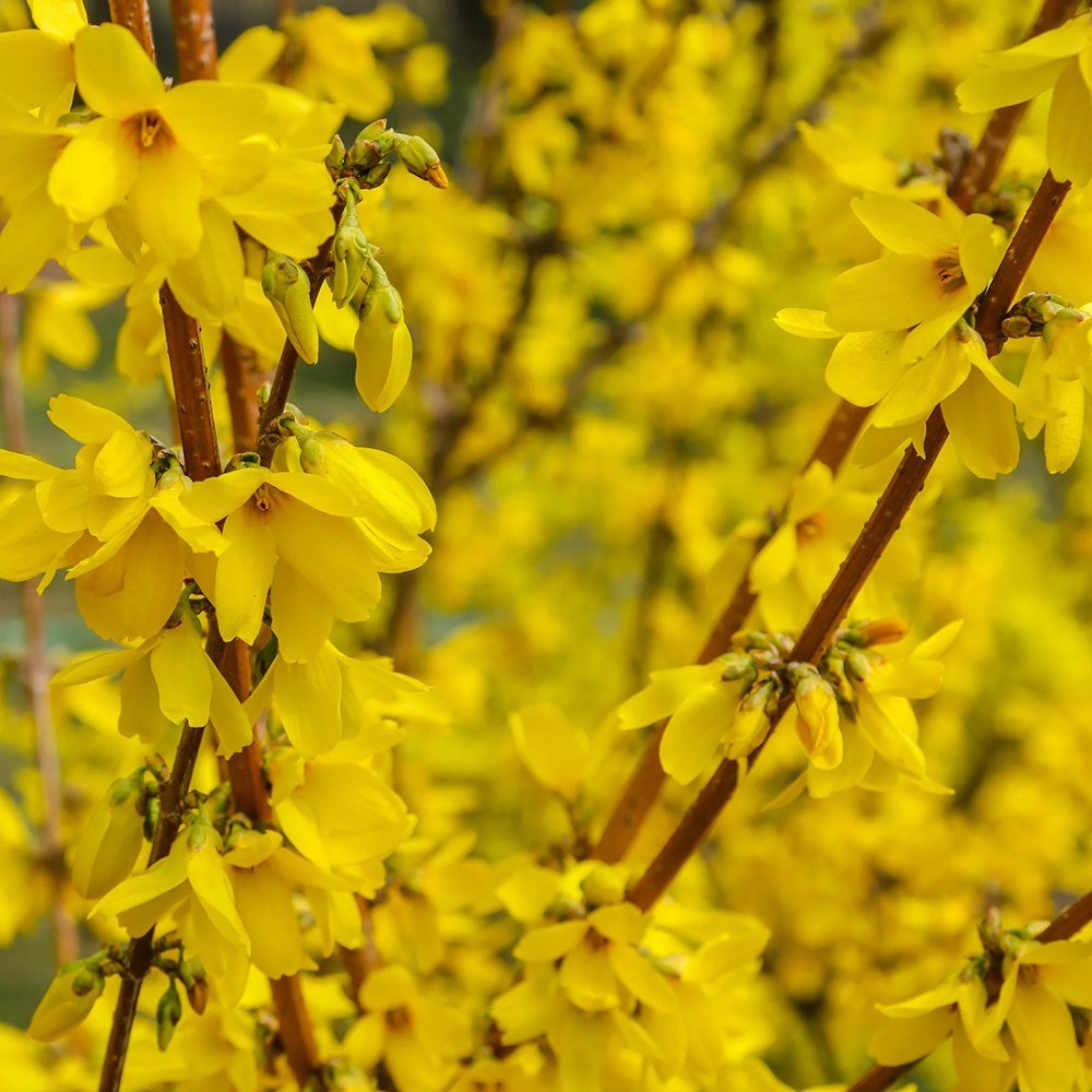 Ploaie de Aur (Forsythia intermedia Minigold), cu flori aurii