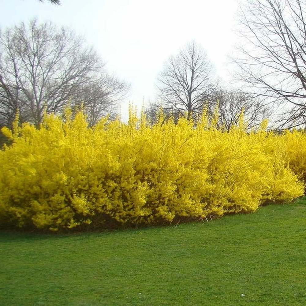 Ploaie de Aur (Forsythia Lynwood), cu flori aurii