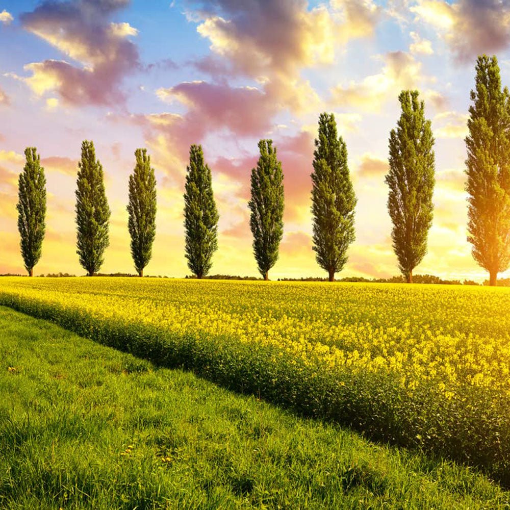 Plop Negru Lombardy Gold