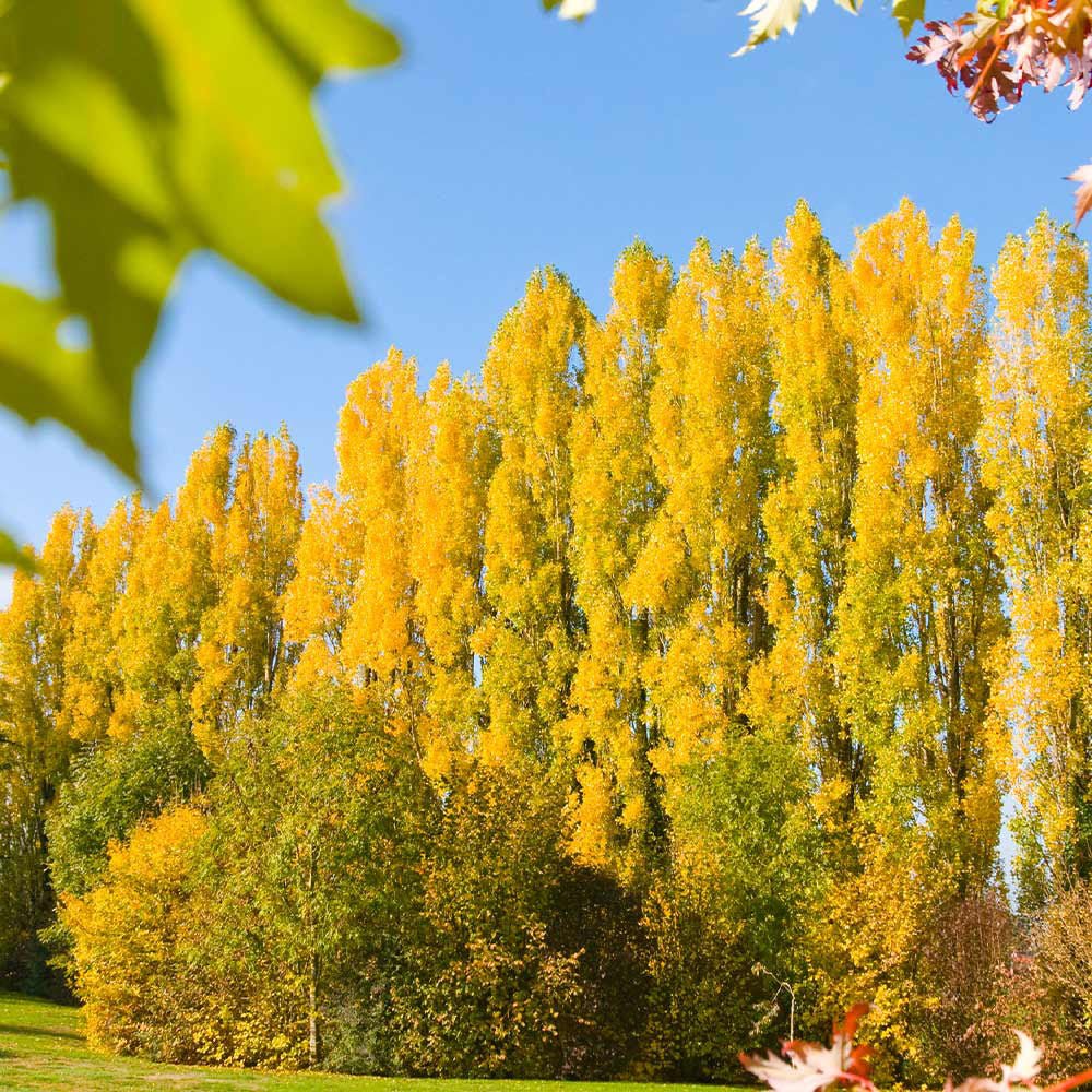 Plop Negru Lombardy Gold