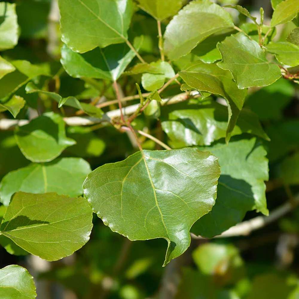 Plop Negru Lombardy Gold